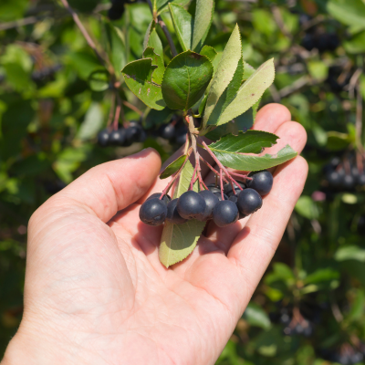 Svart Aronia melanocarpa (Svarsurbaer)